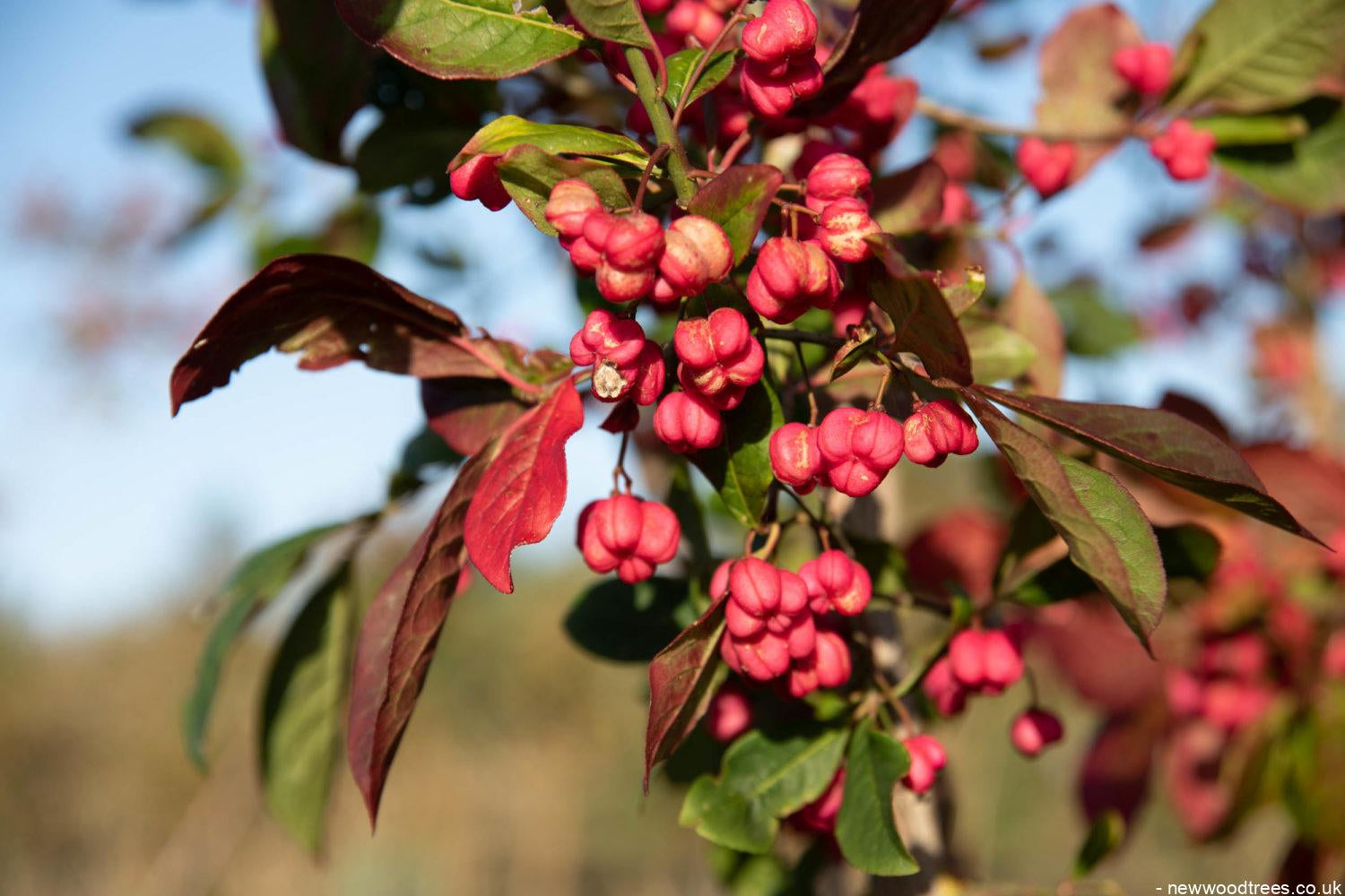 Euonymus europaeus 3 1500x1001 1