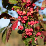 Euonymus europaeus 3 1500x1001 1