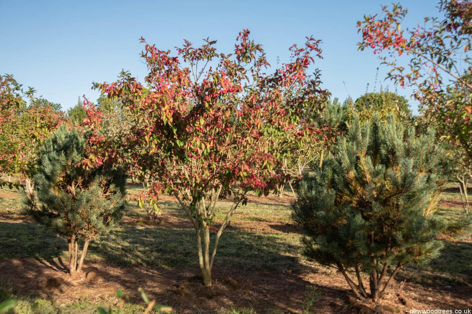 Euonymus europaeus 4 1500x1001 1