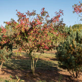Euonymus europaeus 4 1500x1001 1