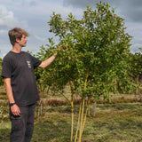 Euonymus europaeus Common Spindle scaled