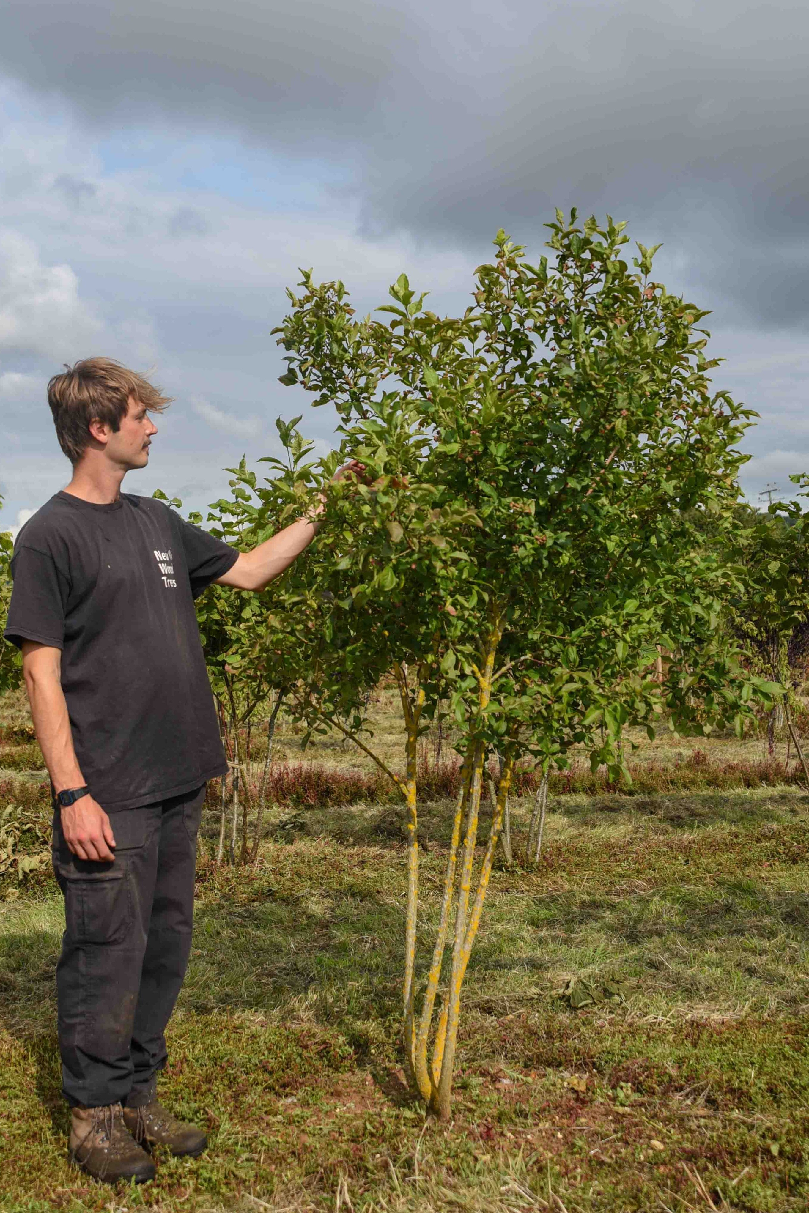 Euonymus europaeus Common Spindle scaled