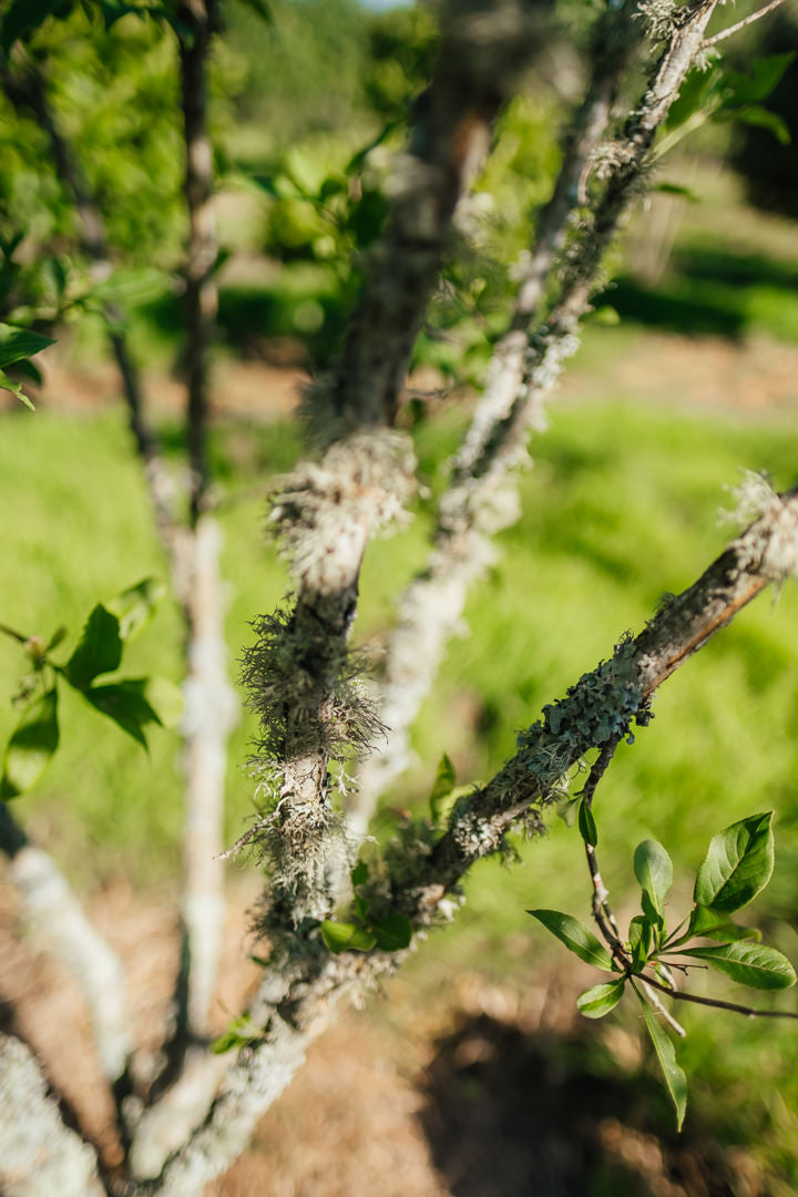 Euonymus europaeus New Wood Trees 25 26 0011