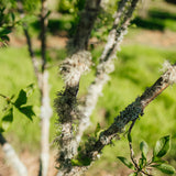 Euonymus europaeus New Wood Trees 25 26 0011