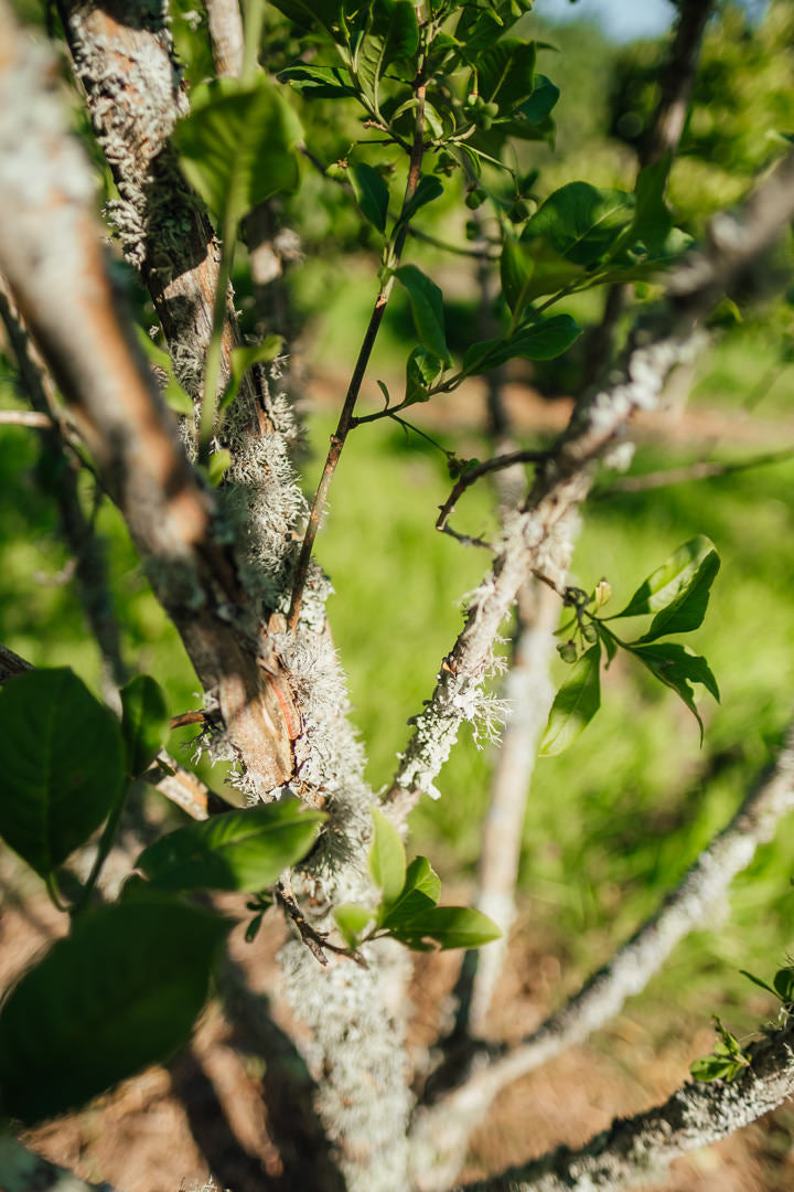 Euonymus europaeus New Wood Trees 25 26 0012