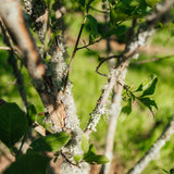 Euonymus europaeus New Wood Trees 25 26 0012