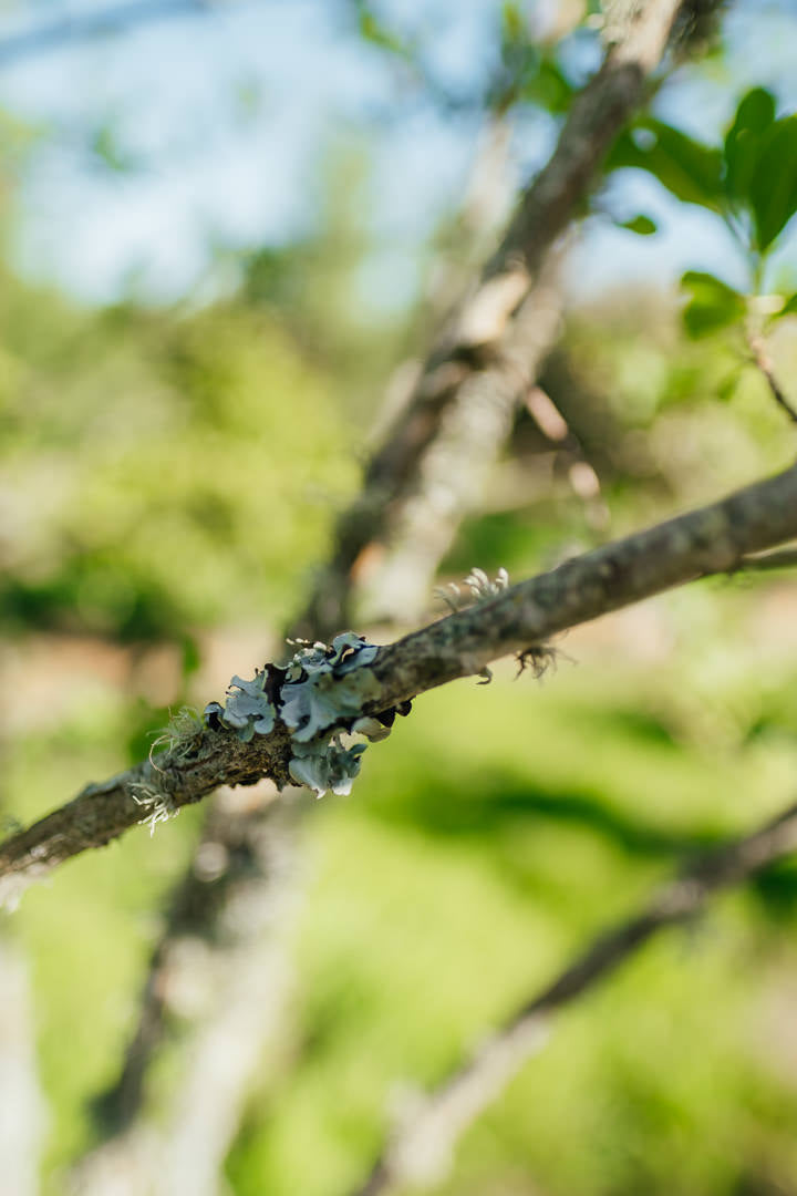 Euonymus europaeus New Wood Trees 25 26 0014