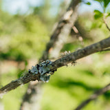 Euonymus europaeus New Wood Trees 25 26 0014