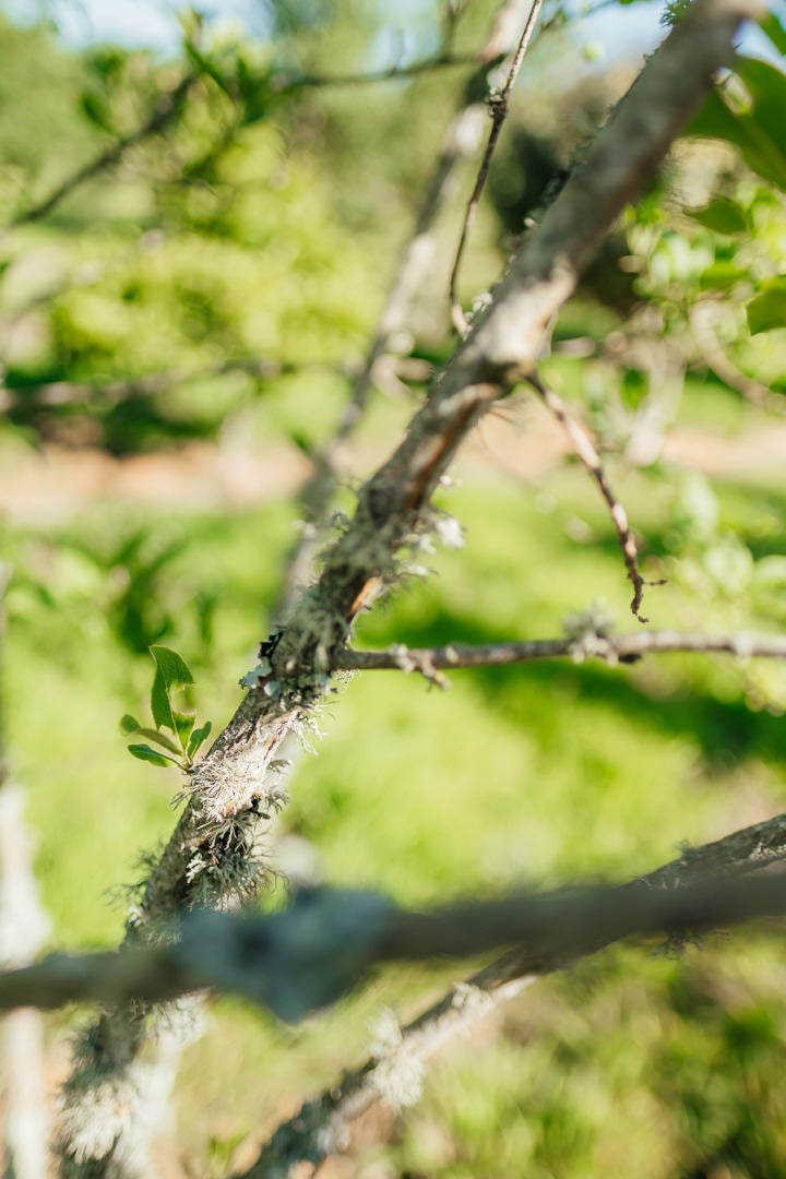 Euonymus europaeus New Wood Trees 25 26 0015