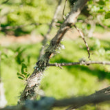 Euonymus europaeus New Wood Trees 25 26 0015