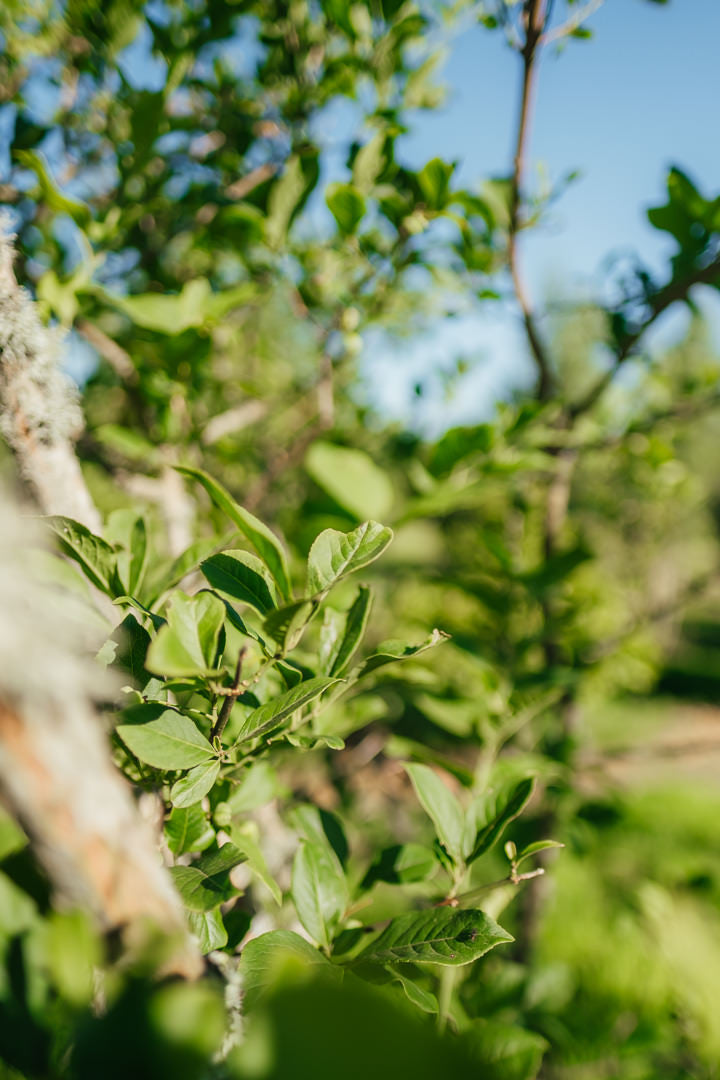 Euonymus europaeus New Wood Trees 25 26 0016