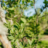 Euonymus europaeus New Wood Trees 25 26 0016