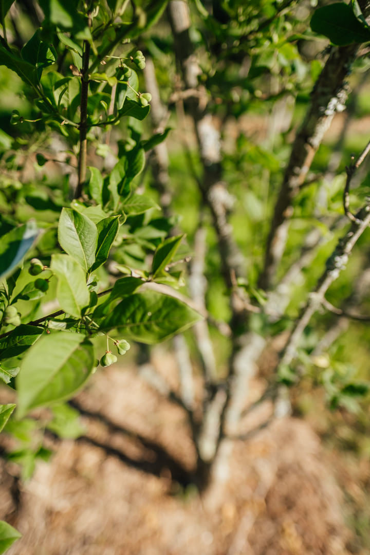 Euonymus europaeus New Wood Trees 25 26 0017