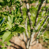 Euonymus europaeus New Wood Trees 25 26 0017
