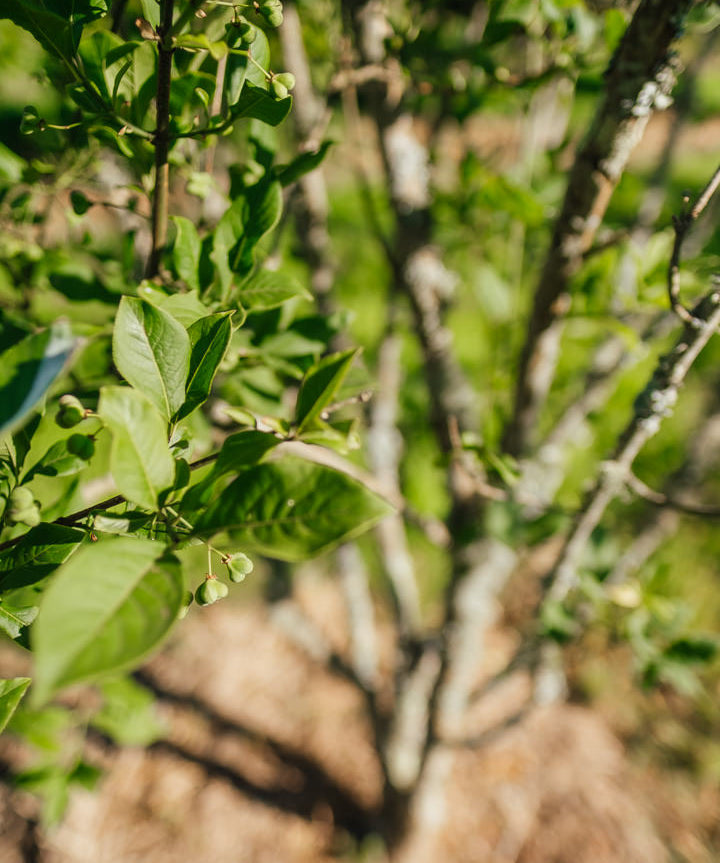 Euonymus europaeus New Wood Trees 25 26 0017