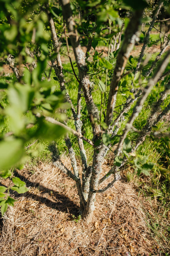 Euonymus europaeus New Wood Trees 25 26 0018