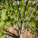 Euonymus europaeus New Wood Trees 25 26 0018
