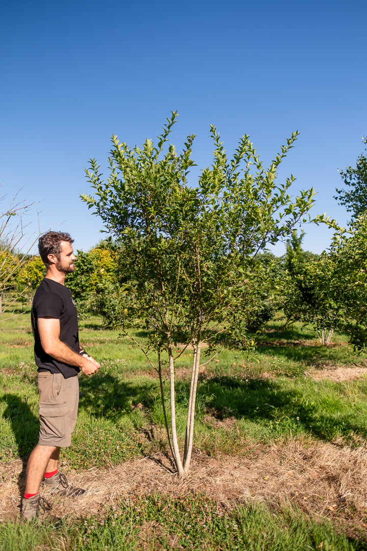 Euonymus europaeus New Wood Trees 25 26 0021