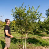 Euonymus europaeus New Wood Trees 25 26 0021