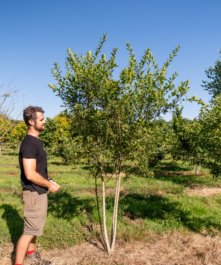 Euonymus europaeus New Wood Trees 25 26 0021
