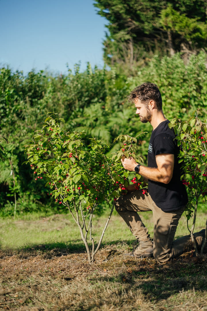 Euonymus planipes NWT Products 25 26 0002 Edit Edit