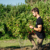 Euonymus planipes NWT Products 25 26 0002 Edit Edit