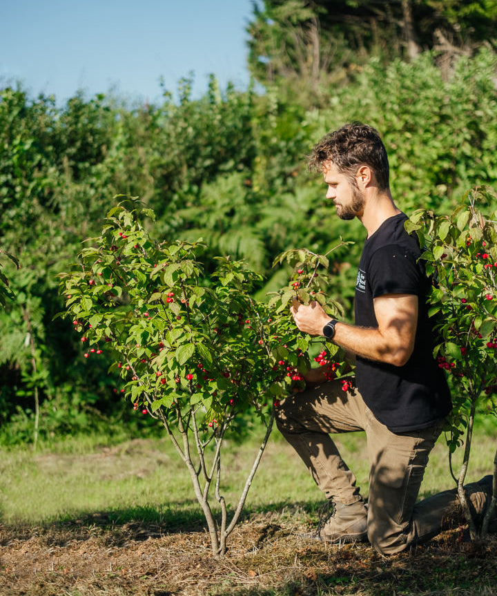 Euonymus planipes NWT Products 25 26 0002 Edit Edit