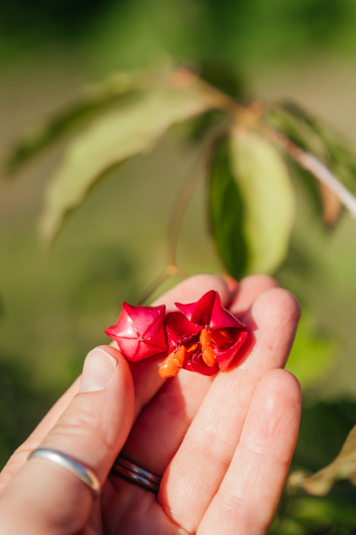 Euonymus planipes NWT Products 25 26 0003
