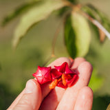 Euonymus planipes NWT Products 25 26 0003