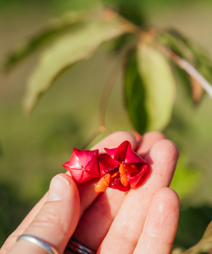 Euonymus planipes NWT Products 25 26 0003