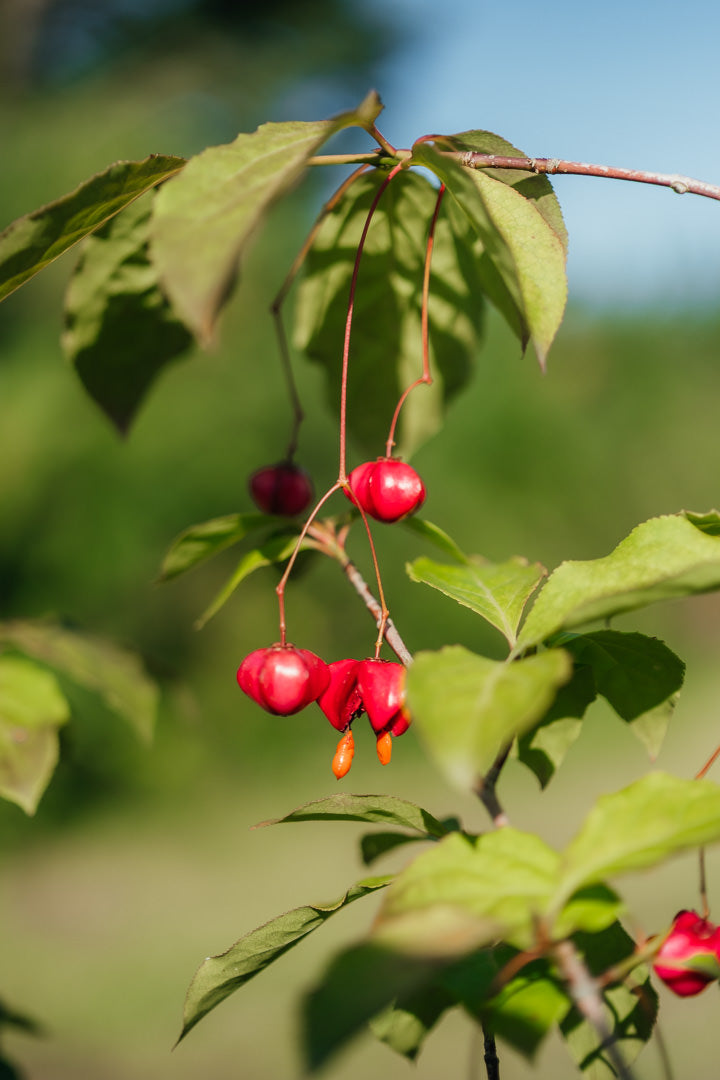 Euonymus planipes NWT Products 25 26 0004