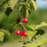Euonymus planipes NWT Products 25 26 0004