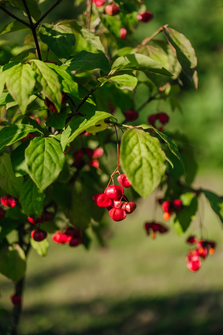 Euonymus planipes NWT Products 25 26 0005