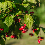 Euonymus planipes NWT Products 25 26 0005