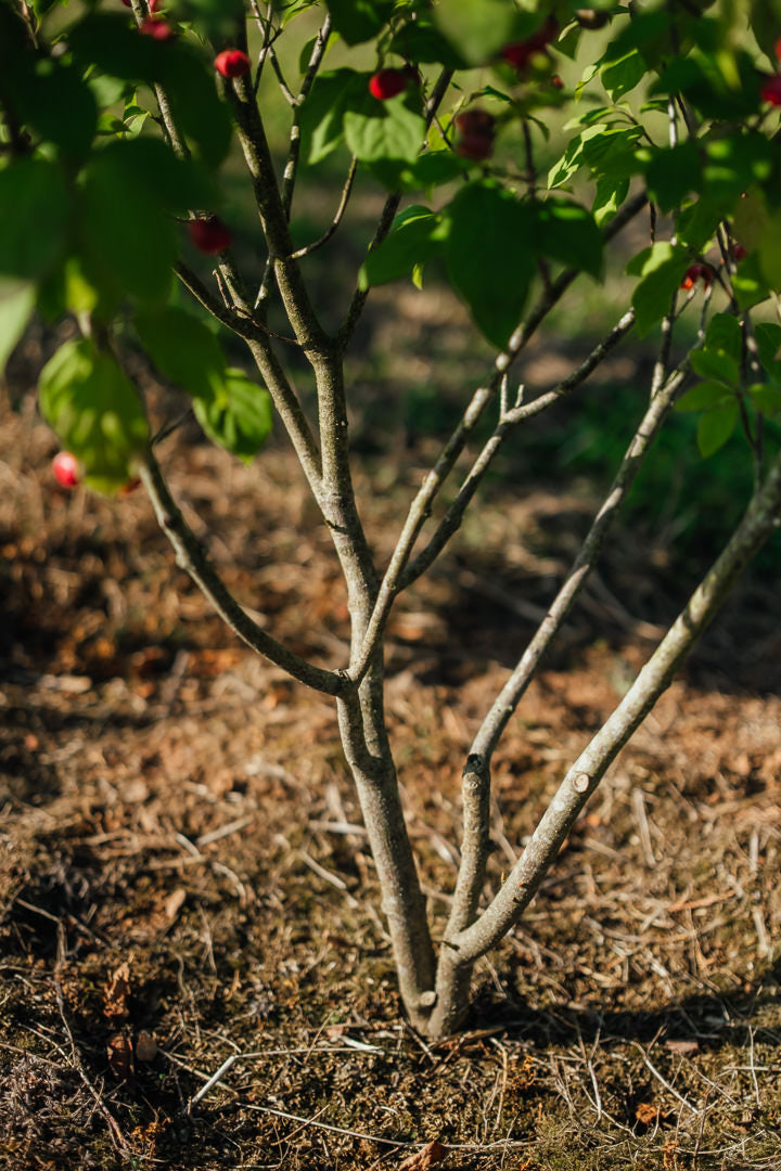 Euonymus planipes NWT Products 25 26 0006