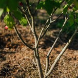 Euonymus planipes NWT Products 25 26 0006