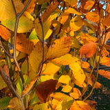 Fagus orientalis Iskander 1 1663x2217 1