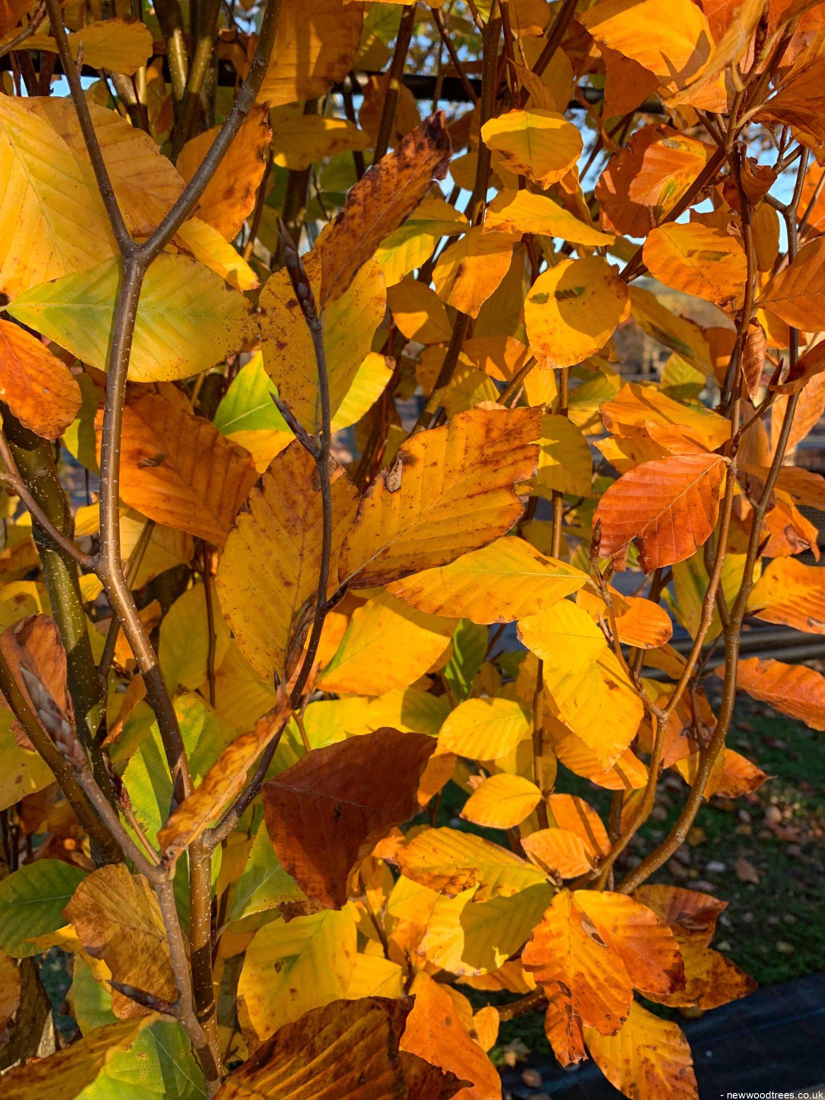 Fagus orientalis Iskander 1 1663x2217 1