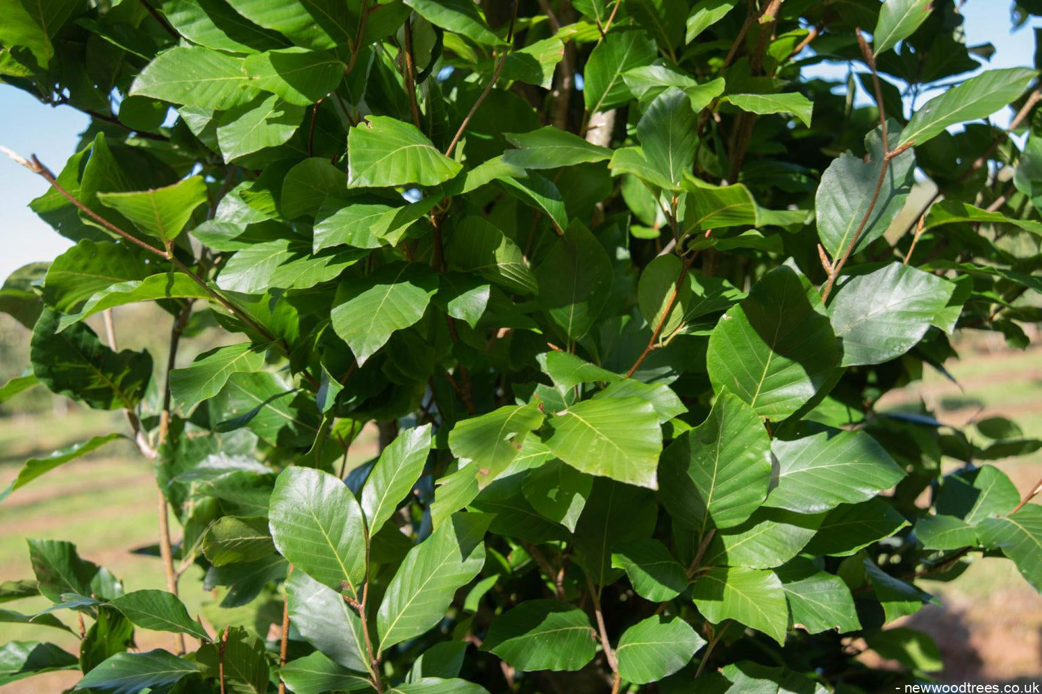 Fagus orientalis Iskander 1500x1001 1