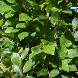 Fagus orientalis Iskander 1500x1001 1