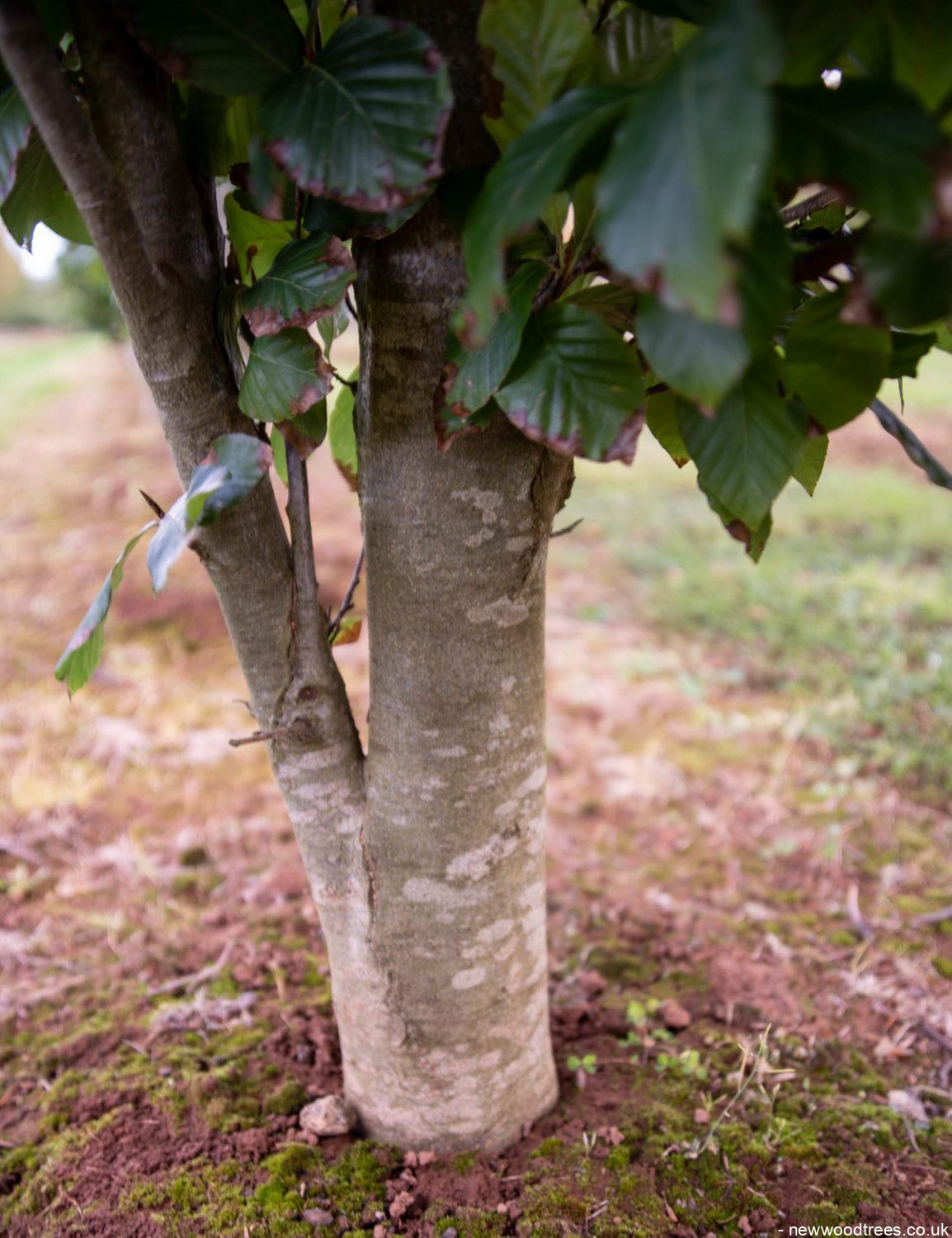 Fagus orientalis Iskander 2 1154x1500 1
