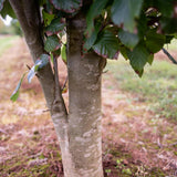 Fagus orientalis Iskander 2 1154x1500 1