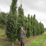 Fagus orientalis Iskander 3 1001x1500 1