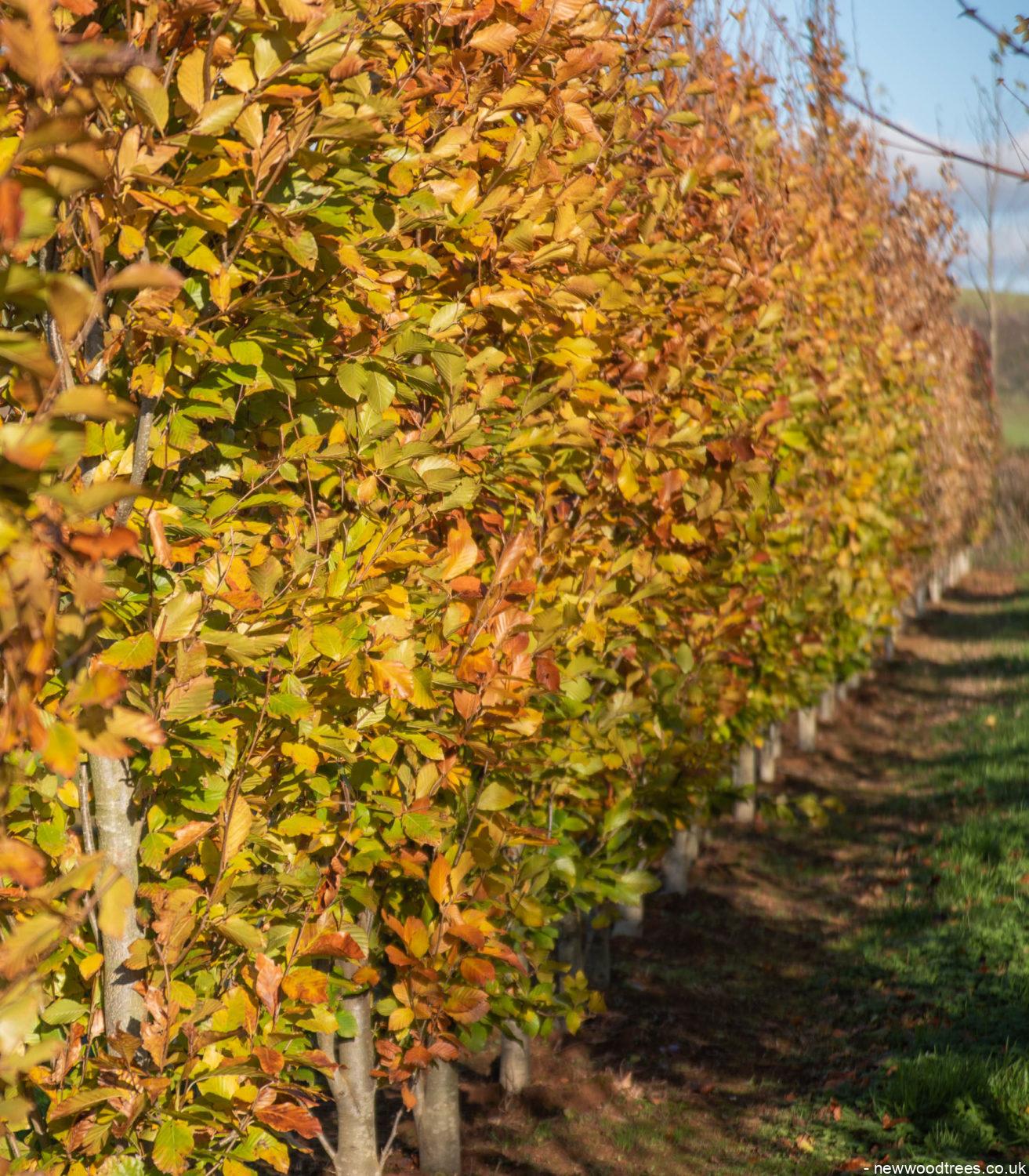 Fagus orientalis Iskander 4 1313x1500 1