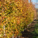 Fagus orientalis Iskander 4 1313x1500 1