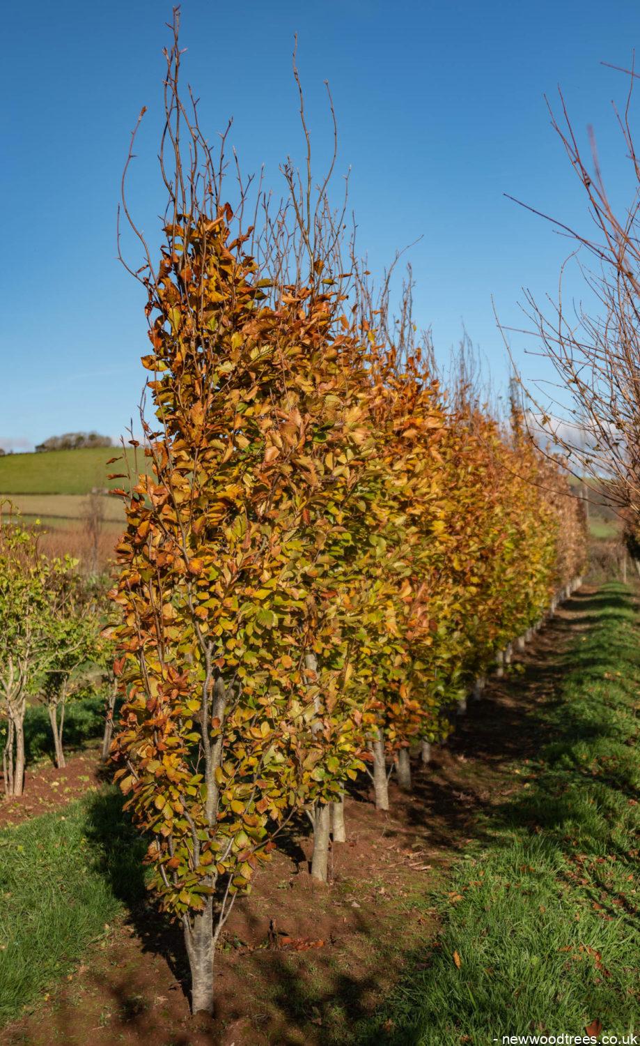 Fagus orientalis Iskander 5 919x1500 1