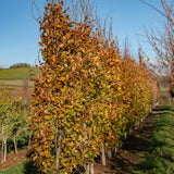 Fagus orientalis Iskander 5 919x1500 1