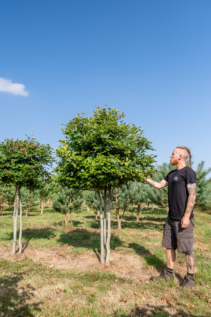 Fagus sylvatica NWT Products 25 26 0002