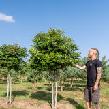 Fagus sylvatica NWT Products 25 26 0002