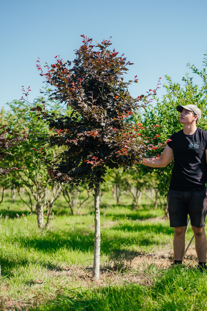 Fagus sylvatica 'Purpurea' New Wood Trees 25 26 0002 Edit